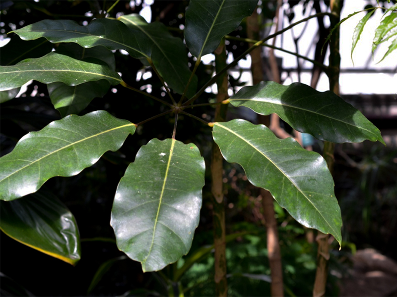 Schefflera actinophylla, Leaf.