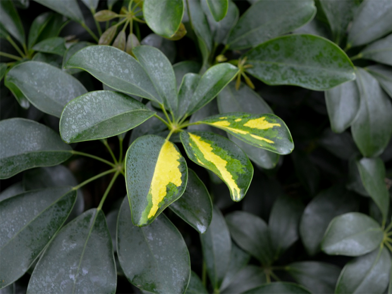 Schefflera arboricola 'Gold Capella', Leaf.