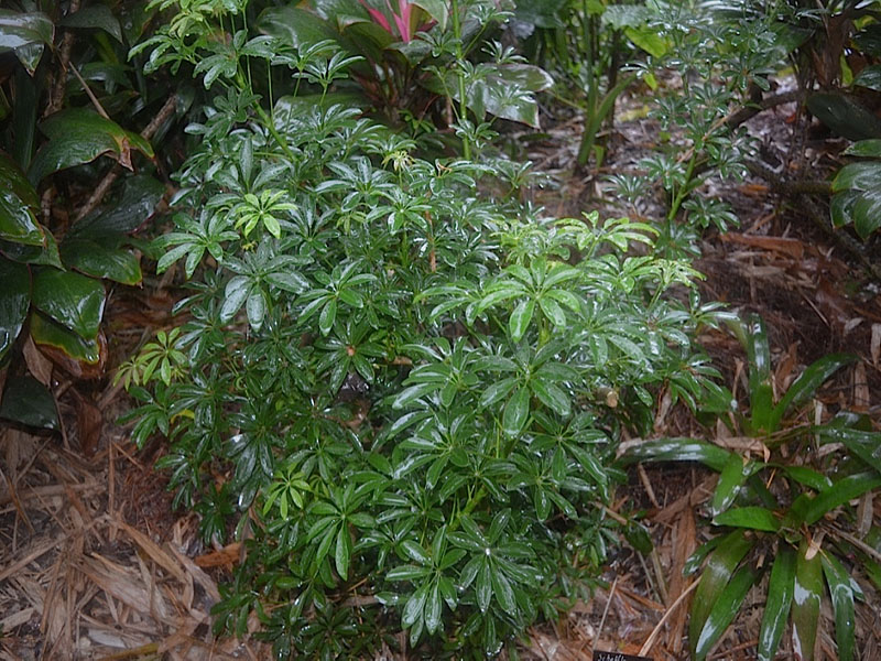 Schefflera arboricola 'Luseane', form, Harry P. Leu Gardens, Orlando, Florida, United States of America.