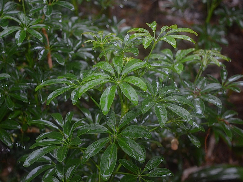 Schefflera arboricola 'Luseane', leaf, Harry P. Leu Gardens, Orlando, Florida, United States of America.