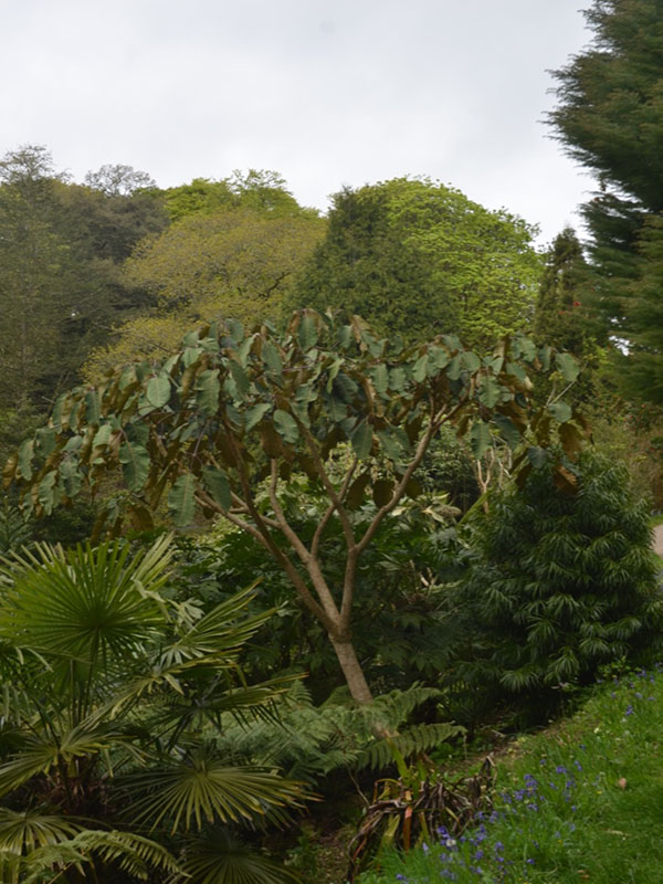 Schefflera macrophylla, form, Glendurgan Garden, Mawnan Smith, Falmouth, Cornwall, United Kingdom.