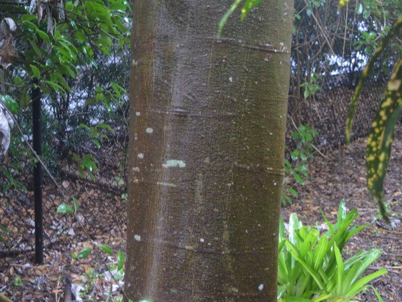Schizolobium parahyba, bark, Harry P. Leu Gardens, Orlando, Florida, United States of America.