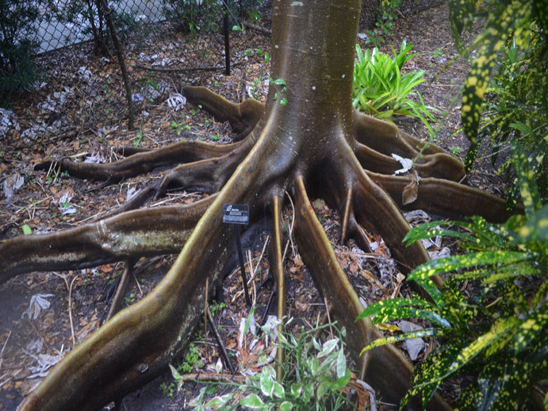 Schizolobium parahyba, bark, Harry P. Leu Gardens, Orlando, Florida, United States of America.