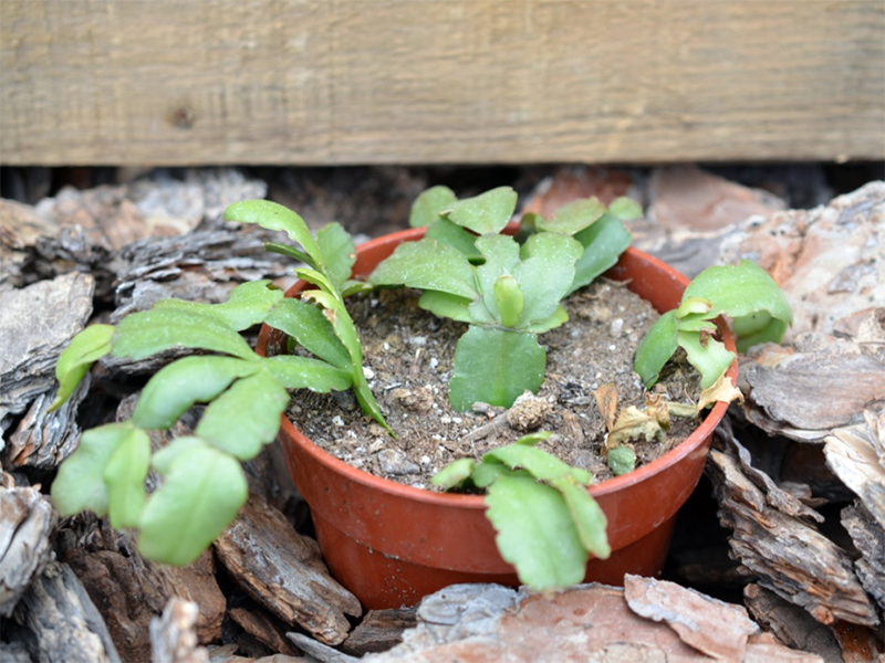Schlumbergera hybrid, Seedling (2)