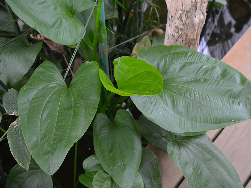 Schumannianthus dichotomus, form, Queen Sirikit Botanic Garden, Mae Rim District, Chiang Mai Province, Thailand.