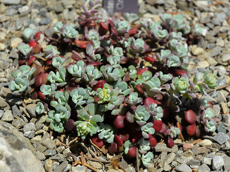 Sedum-spathulifolium-subsp-yosemitense-cuddy-frm.JPG