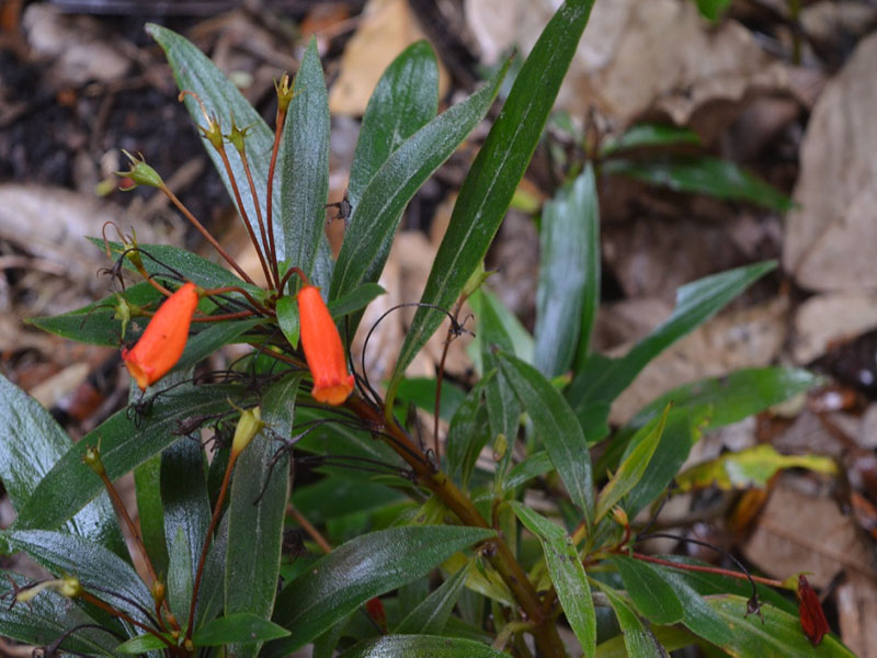 Seemannia sylvatica, flower, Harry P. Leu Gardens, Orlando, Florida, United States of America.