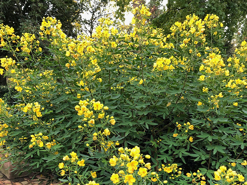 Senna corymbosa, flower. Chelsea Physic Garden, London, United Kingdom.