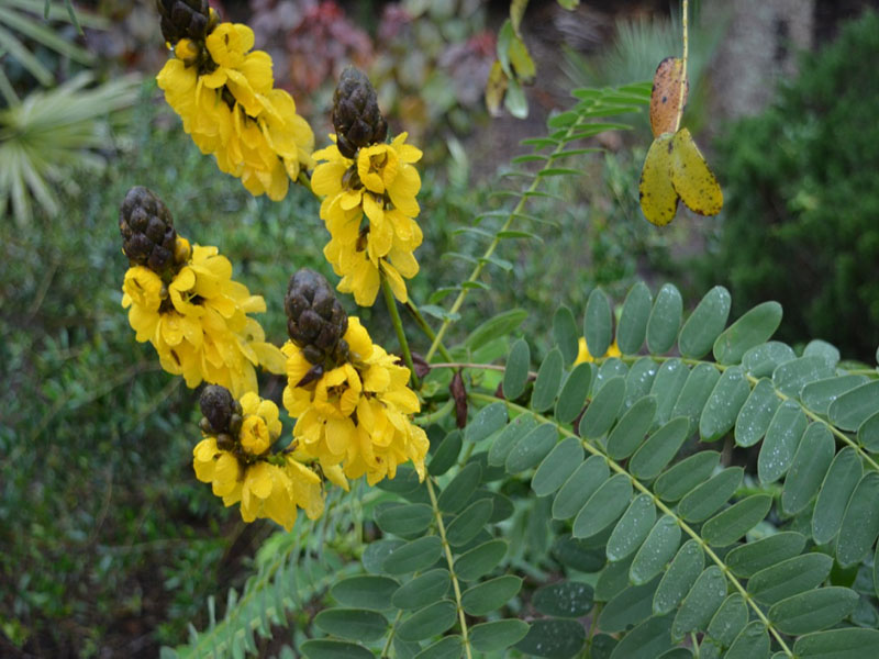 Senna didymobotrya, flower, Harry P. Leu Gardens, Orlando, Florida, United States of America.
