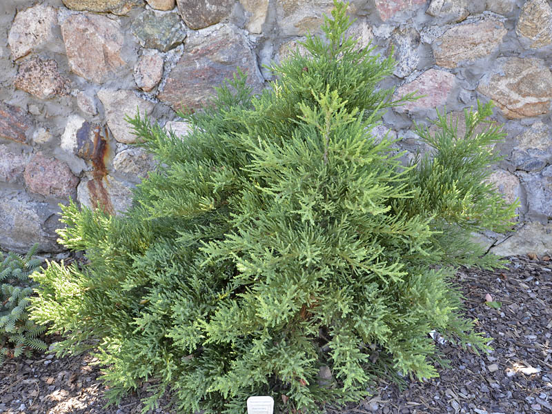 Sequoiadendron-giganteum-Blauer-Eichzwerg-form.jpg