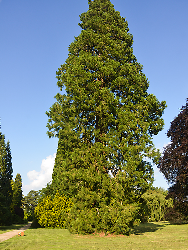 Sequoiadendron-giganteum-Wellingtonia-wbrt-frm.JPG
