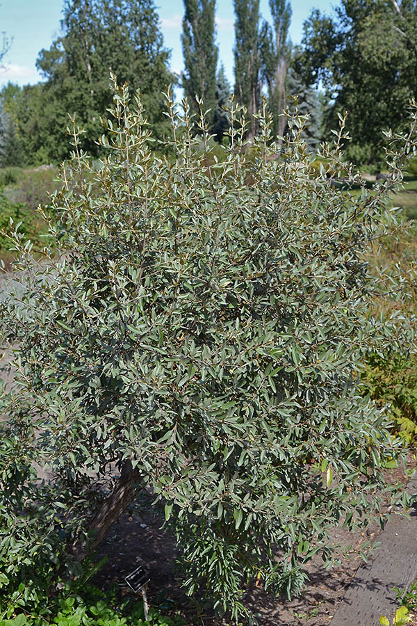 Shepherdia-argentea-form.jpg