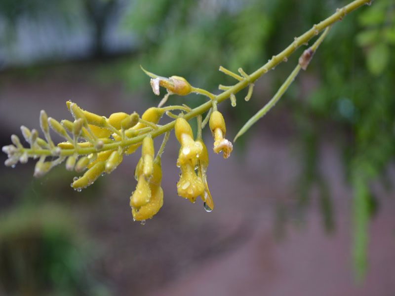 Sophora tomentosa var. occidentalis, flower head, Harry P. Leu Gardens, Orlando, Florida, United States of America.