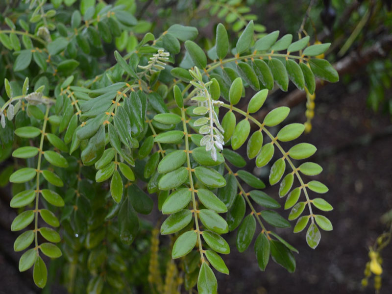 Sophora tomentosa var. occidentalis, leaf, Harry P. Leu Gardens, Orlando, Florida, United States of America.