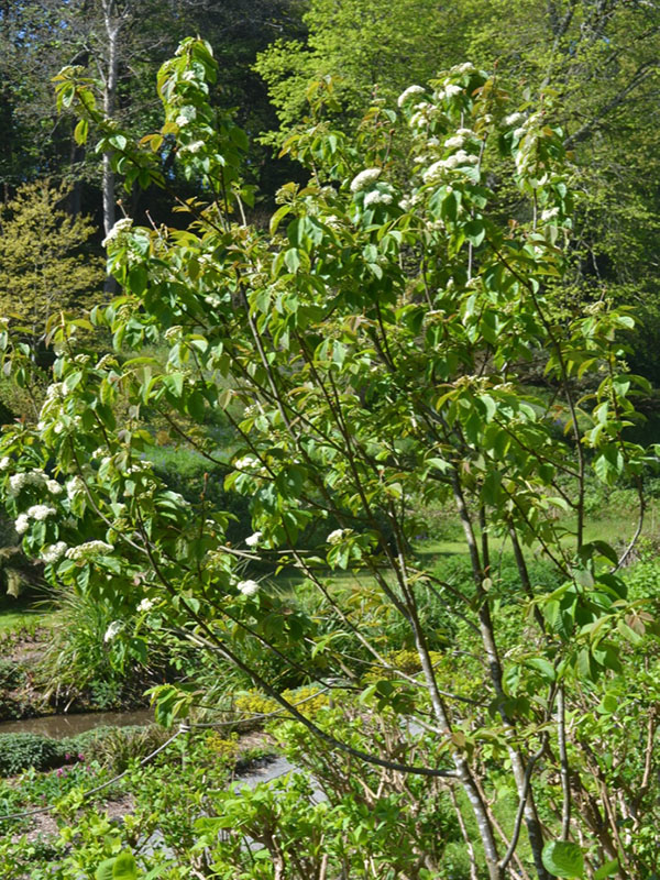 Sorbus meliosmifolia, form, Trebah Garden Trust, Mawnan Smith, Falmouth, Cornwall, United Kingdom.