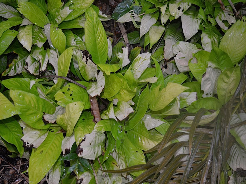 Spathiphyllum 'Mojo Lime', form, Harry P. Leu Gardens, Orlando, Florida, United States of America.