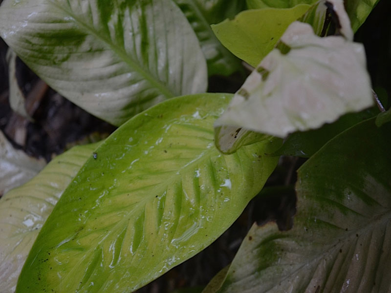 Spathiphyllum  'Mojo Lime', leaf, Harry P. Leu Gardens, Orlando, Florida, United States of America.