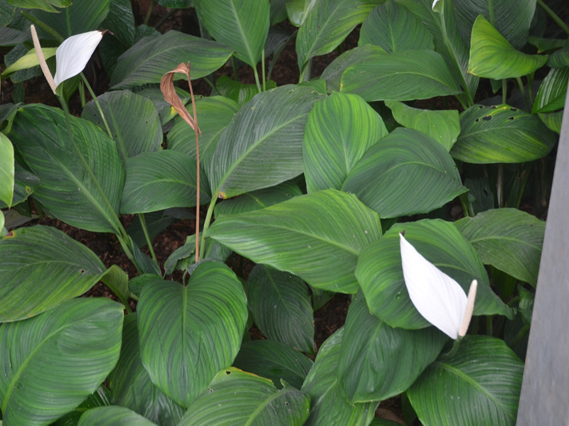 Spathiphyllum cannifolium, form, Queen Sirikit Botanic Garden, Mae Rim District, Chiang Mai Province, Thailand.