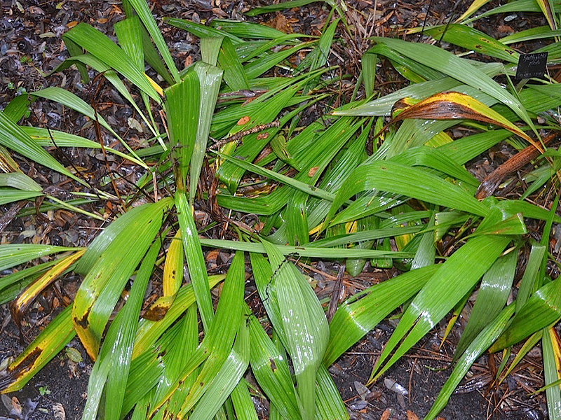 Spathoglottis plicata, form. Harry P. Leu Gardens, Orlando, Florida, United States of America.