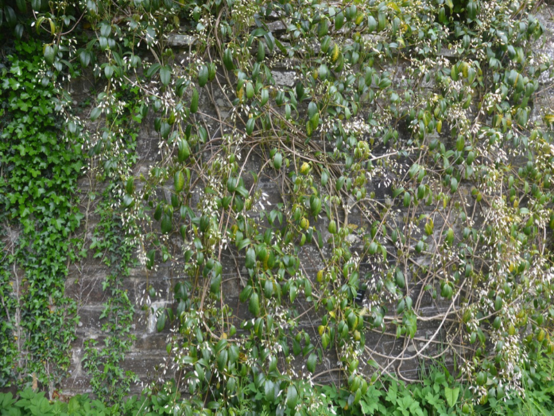 Stauntonia hexaphylla, form, Cotehele House National Trust, St Dominick, Cornwall, United Kingdom. 