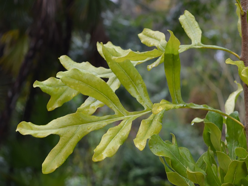 Stenocarpus sinuatus, leaf. Harry P. Leu Gardens, Orlando, Florida, United States of America.