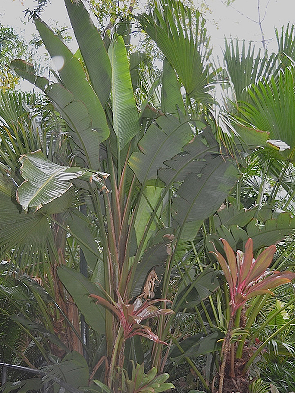 Strelitzia nicolai, form. Harry P. Leu Gardens, Orlando, Florida, United States of America.