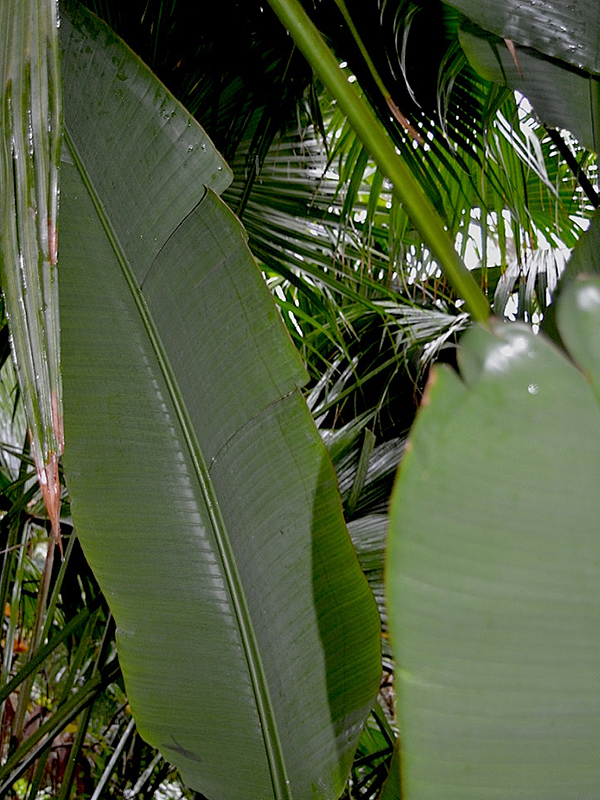 Strelitzia nicolai, leaf. Harry P. Leu Gardens, Orlando, Florida, United States of America.
