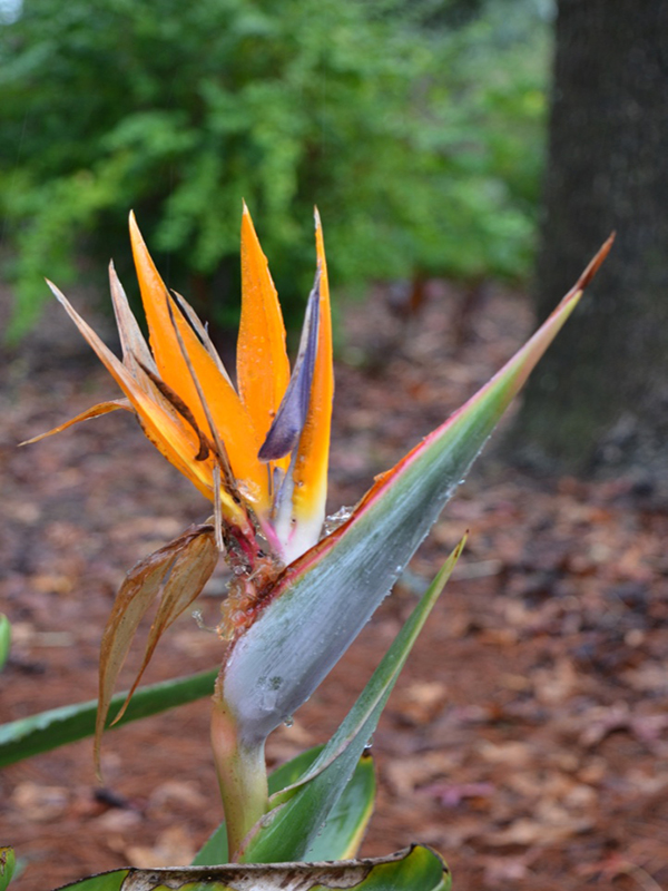 Strelitzia reginae, flower. Harry P. Leu Gardens, Orlando, Florida, United States of America.