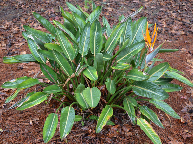 Strelitzia reginae, form. Harry P. Leu Gardens, Orlando, Florida, United States of America.