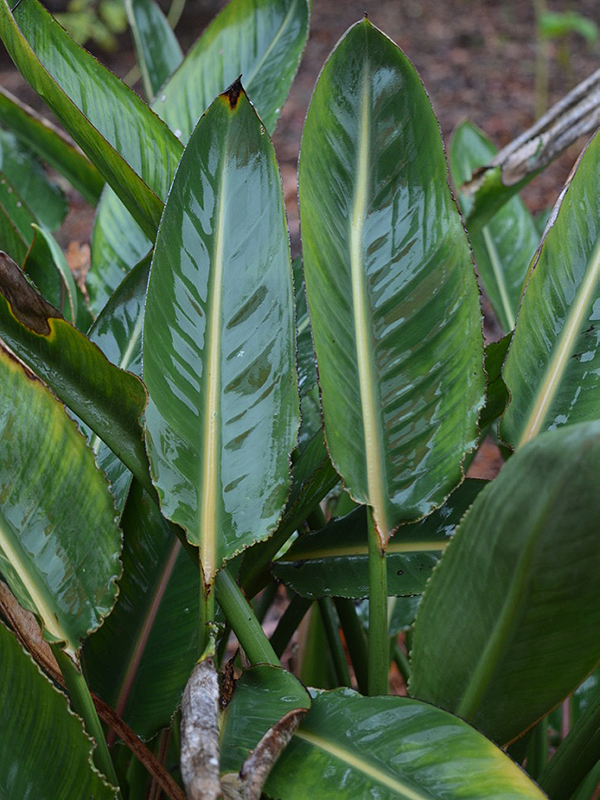 Strelitzia reginae, leaf. Harry P. Leu Gardens, Orlando, Florida, United States of America.