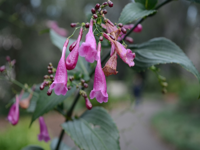 Strobilanthes hamiltoniana, flower, Bok Tower Gardens, Lake Wales, Florida, United States of America.