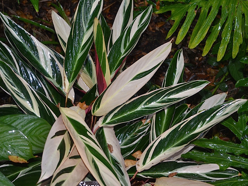 Stromanthe sanguinea 'Triostar', form. Harry P. Leu Gardens, Orlando, Florida, United States of America.