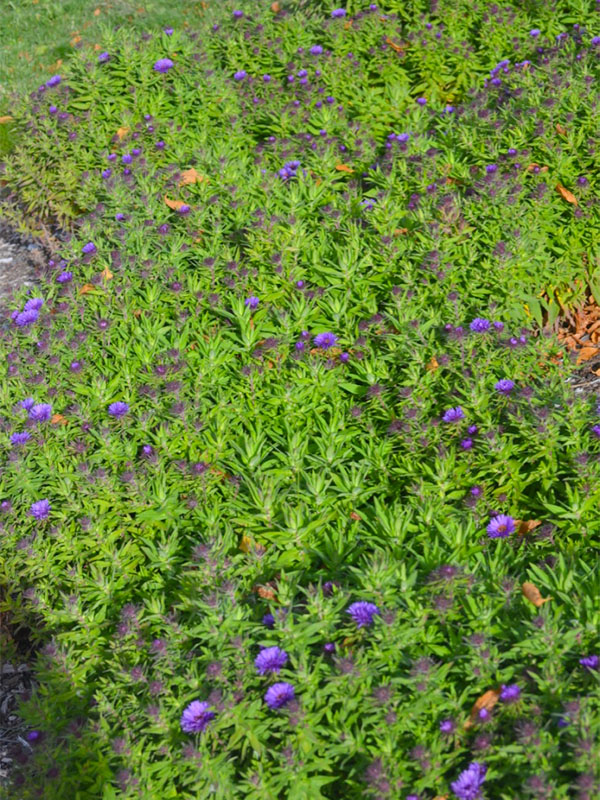 Symphyotrichum-novae-angliae-Purple-Dome-frm.jpg