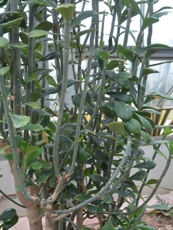 Synadenium cupulare, form, Queen Sirikit Botanic Garden, Mae Rim District, Chiang Mai Province, Thailand.