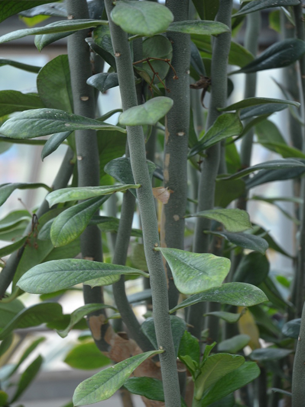 Synadenium cupulare, leaf, Queen Sirikit Botanic Garden, Mae Rim District, Chiang Mai Province, Thailand.