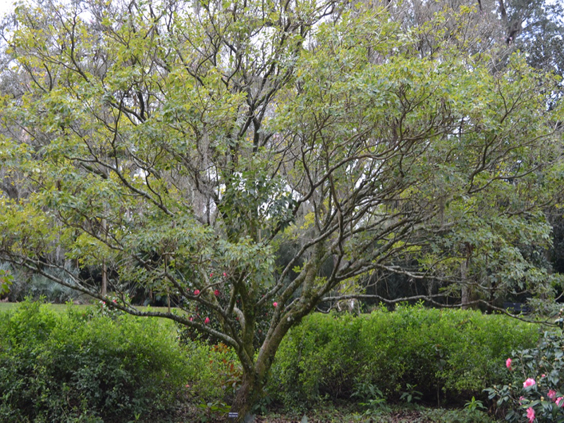 Tabebuia impetiginosa, form, Bok Tower Gardens, Lake Wales, Florida, United States of America.