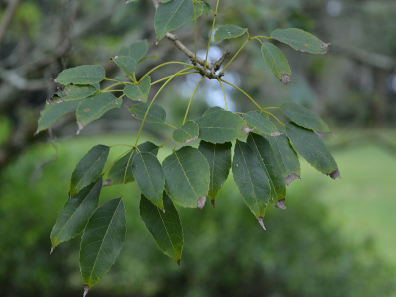 Tabebuia impetiginosa, leaf, Bok Tower Gardens, Lake Wales, Florida, United States of America.