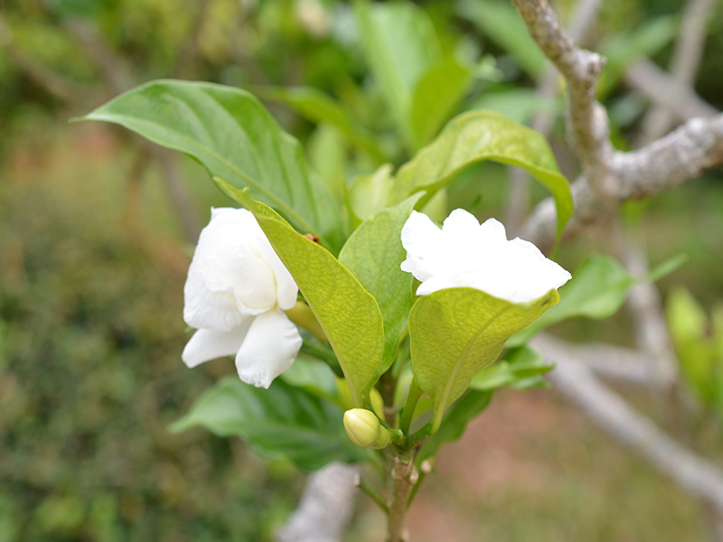 Tabernaemontana divaricata, flower, Queen Sirikit Botanic Garden, Mae Rim District, Chiang Mai Province, Thailand.