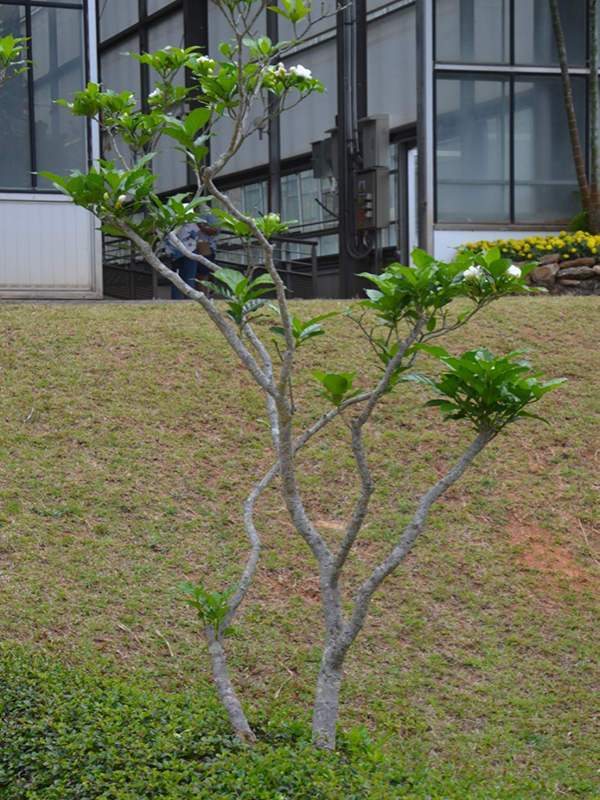 Tabernaemontana divaricata, form, Queen Sirikit Botanic Garden, Mae Rim District, Chiang Mai Province, Thailand.