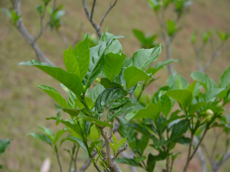 Tabernaemontana divaricata, leaf, Queen Sirikit Botanic Garden, Mae Rim District, Chiang Mai Province, Thailand.
