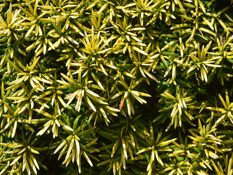 Taxus baccata 'Standishii', form, Trengwainton Garden, Madron, near Penzance, Cornwall, United Kingdom. 