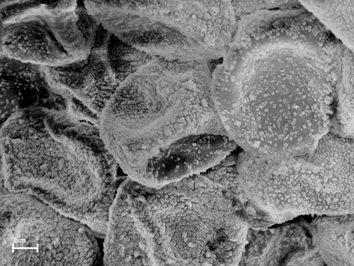 Scanning electron microscope image of pollen grain.