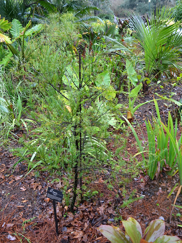 Taxus floridana, form. Harry P. Leu Gardens, Orlando, Florida, United States of America.
