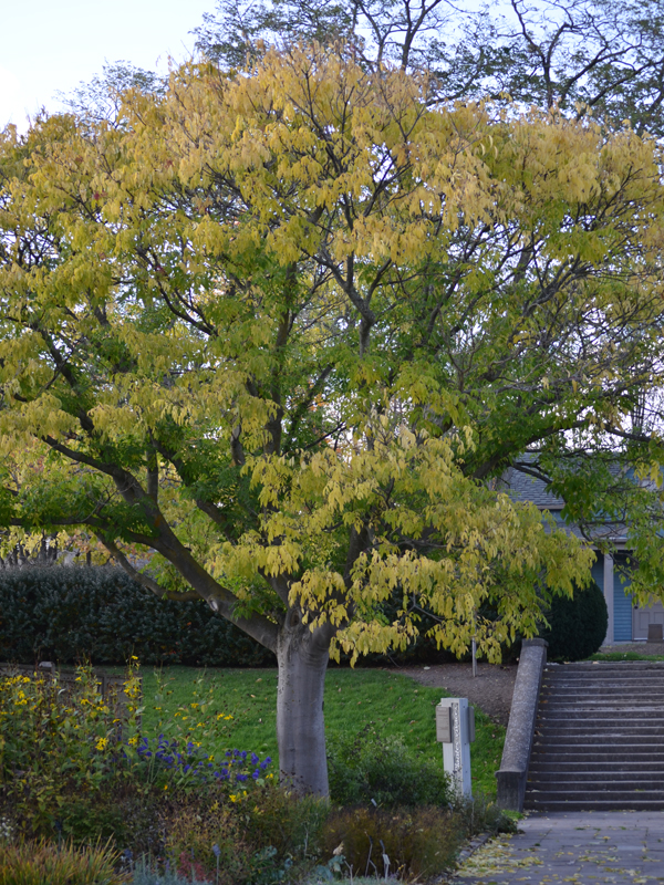 A mature  plant at the Royal Botanical Gardens, Burlington, Ontario, Canada showing autumn colour.