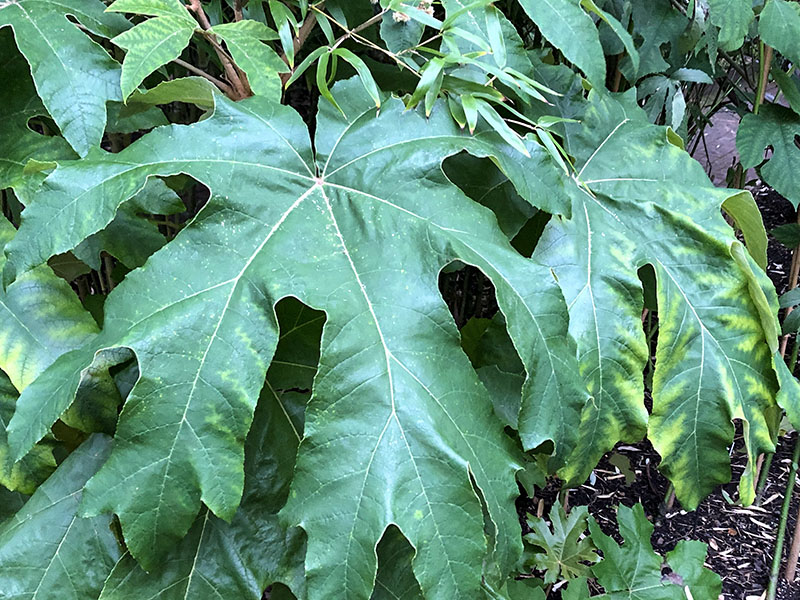 Tetrapanax papyrifer, leaf. Chelsea Physic Garden, London, United Kingdom.