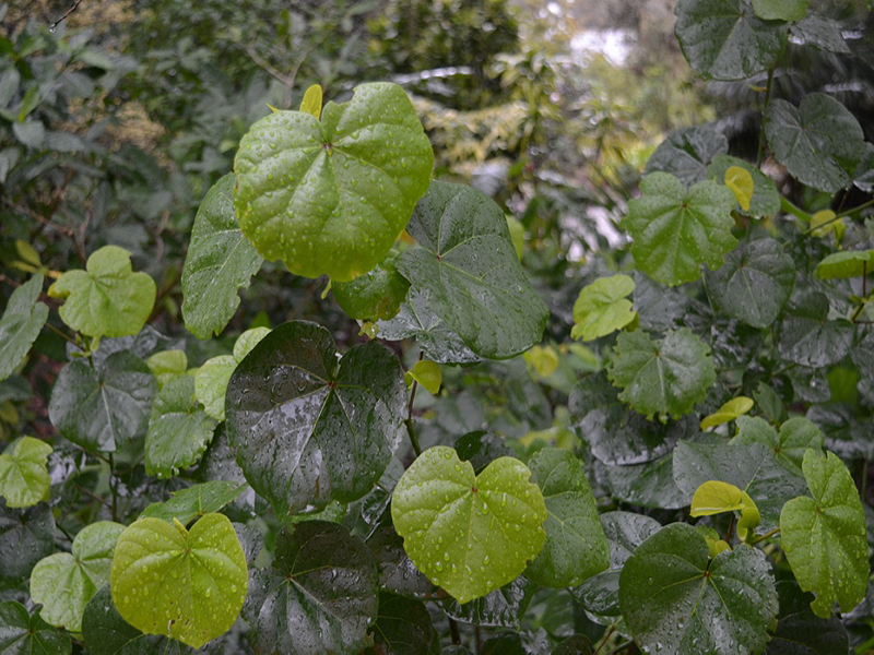 Thespesia lampas, leaf, Harry P. Leu Gardens, Orlando, Florida, United States of America.
