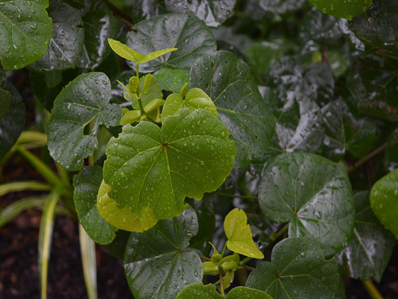 Thespesia lampas, leaf, Harry P. Leu Gardens, Orlando, Florida, United States of America.