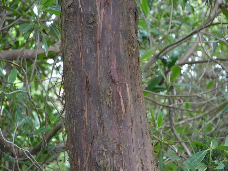 Thujopsis dolabrata, bark, National Trust Trelissick Garden, Feock, near Truro, Cornwall, United Kingdom. 