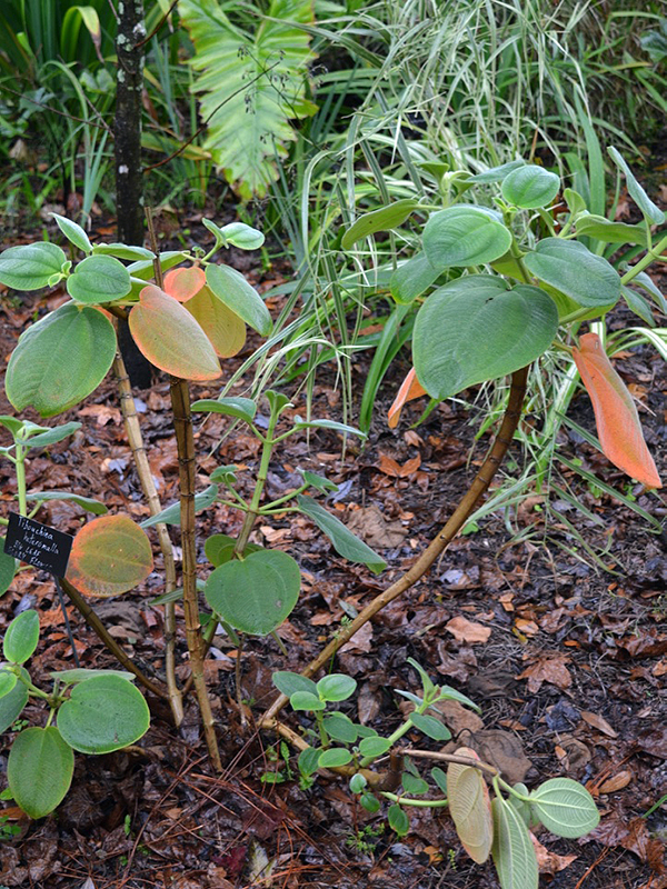 Tibouchina heteromalla, form. Harry P. Leu Gardens, Orlando, Florida, United States of America.