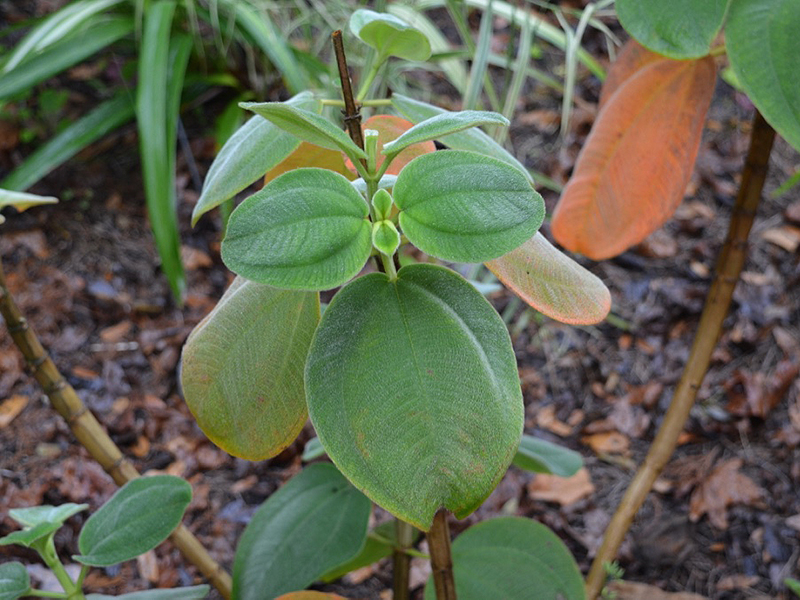Tibouchina heteromalla, leaf. Harry P. Leu Gardens, Orlando, Florida, United States of America.
